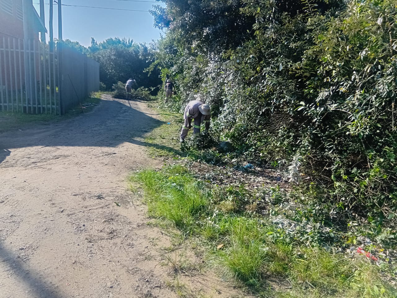 Team clearing overgrown vegetation on a property boundary