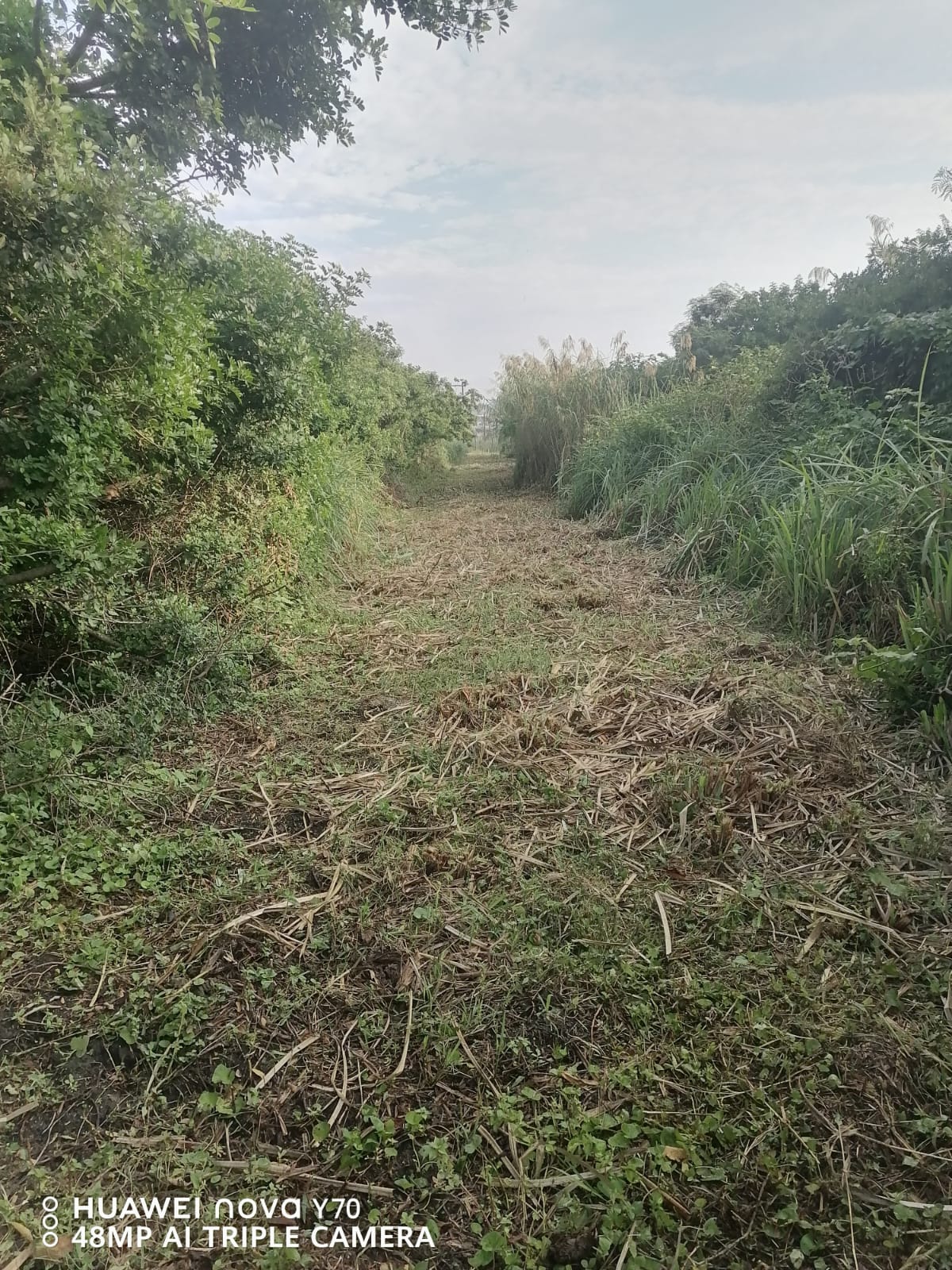 Cleared walking path cut through dense vegetation