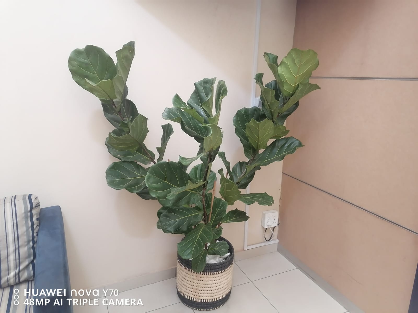 Large indoor fiddle-leaf fig plant in a woven basket planter