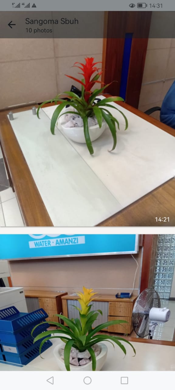 Bromeliad plants in white bowl planters placed on office desks