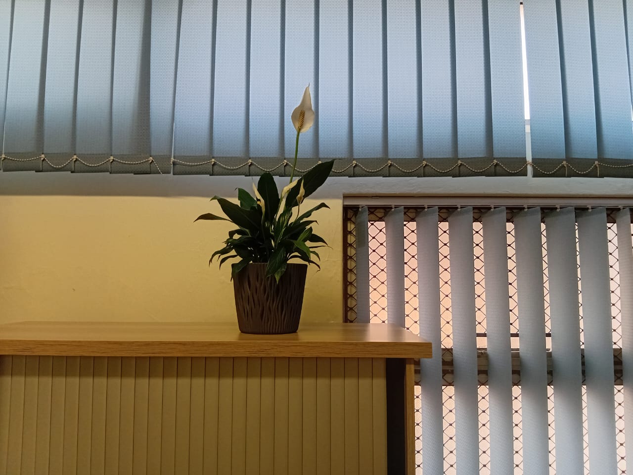 Flowering peace lily in a textured pot on an office reception counter