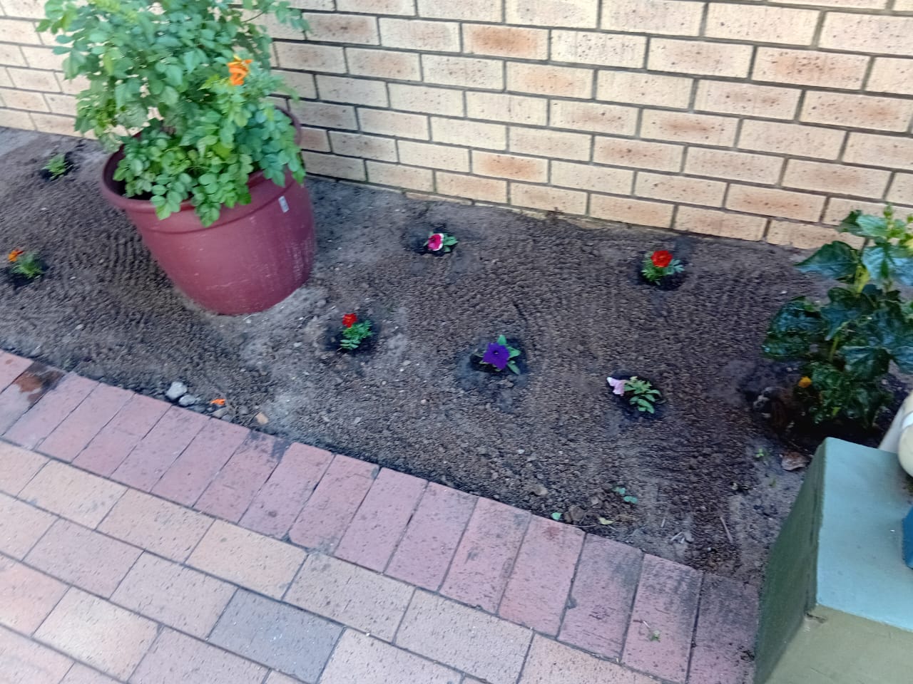 Newly planted flower bed with seedlings and a potted plant beside a brick wall