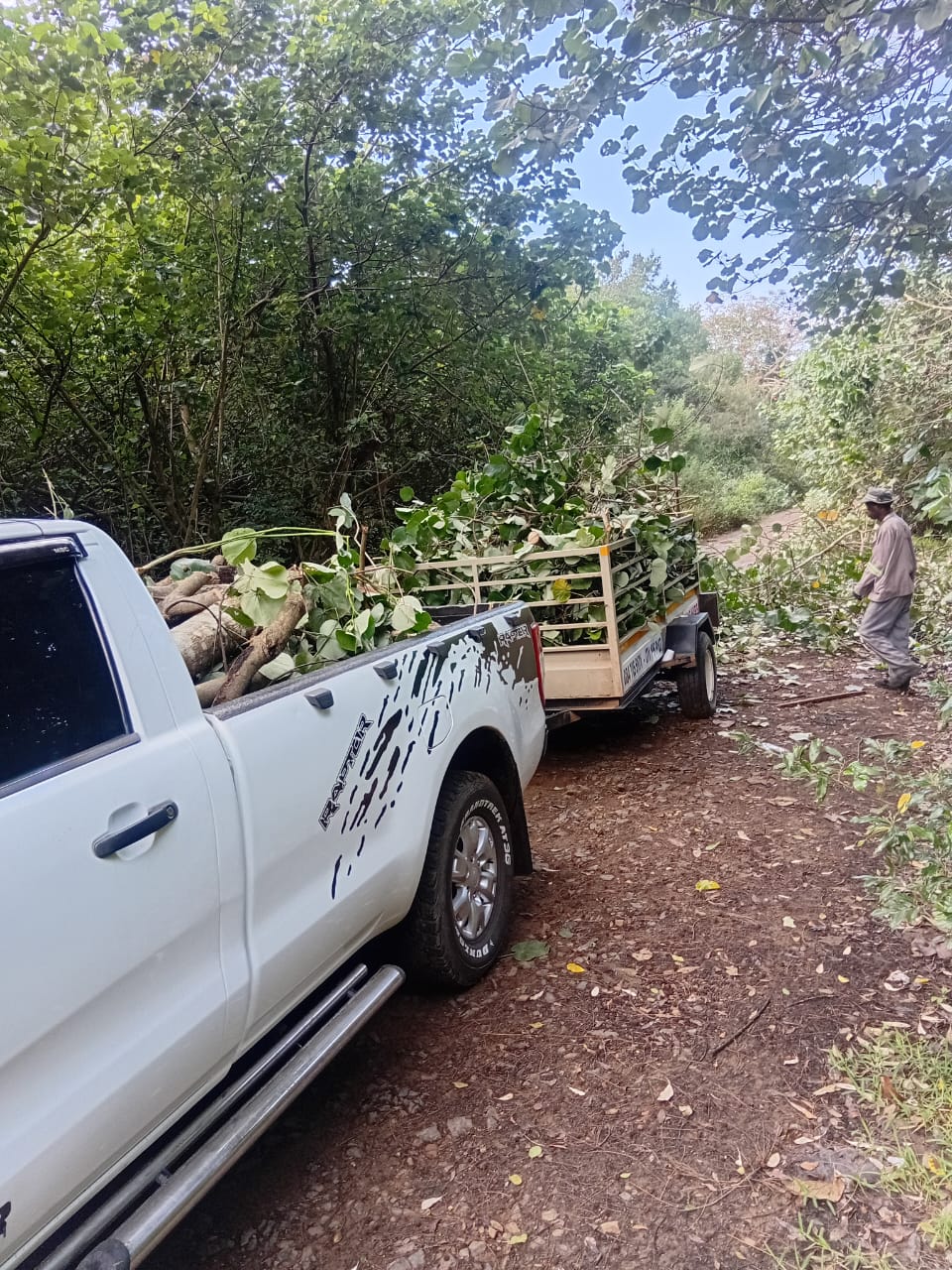 Truck and trailer loaded with cut branches after a clearing job