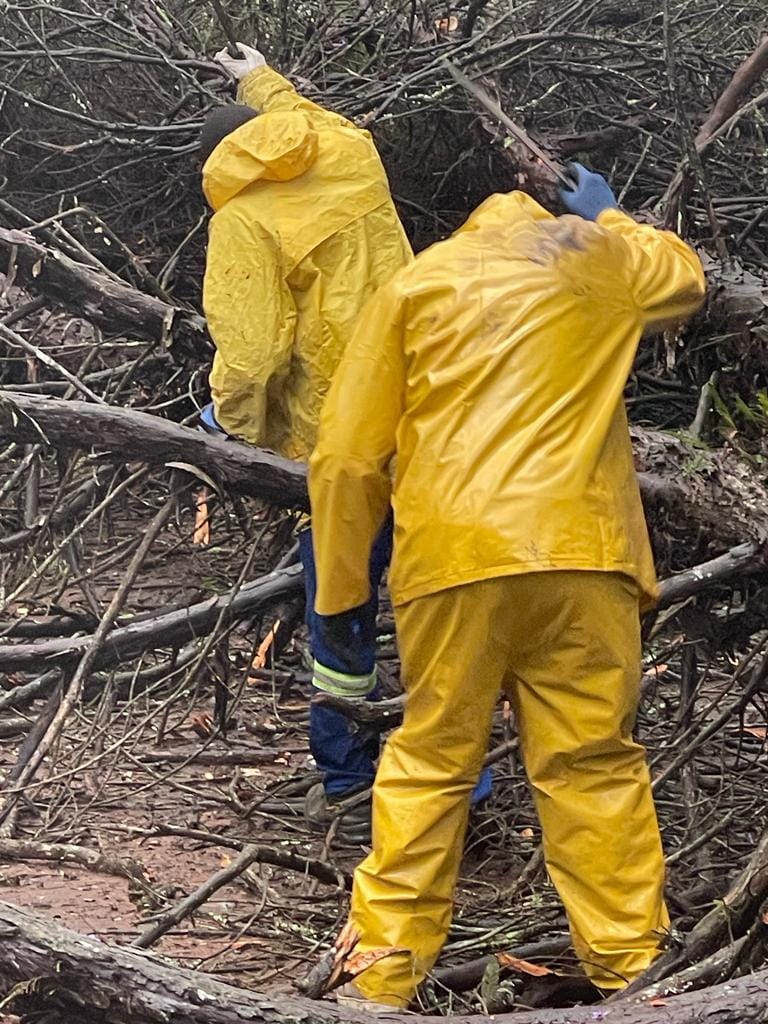 Team members clearing cut branches in wet weather gear