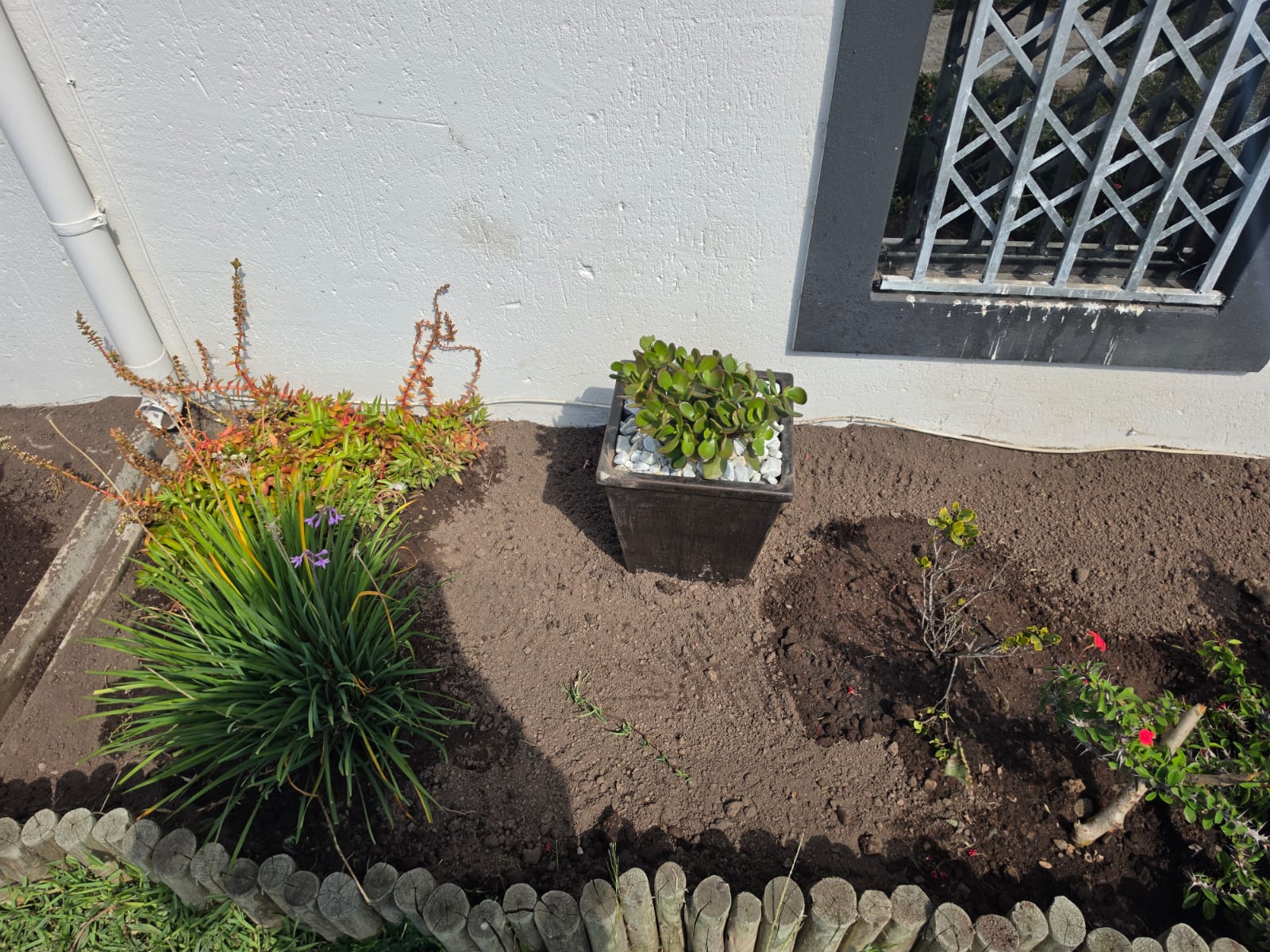 Freshly prepared garden bed with succulents, groundcover and a potted jade plant